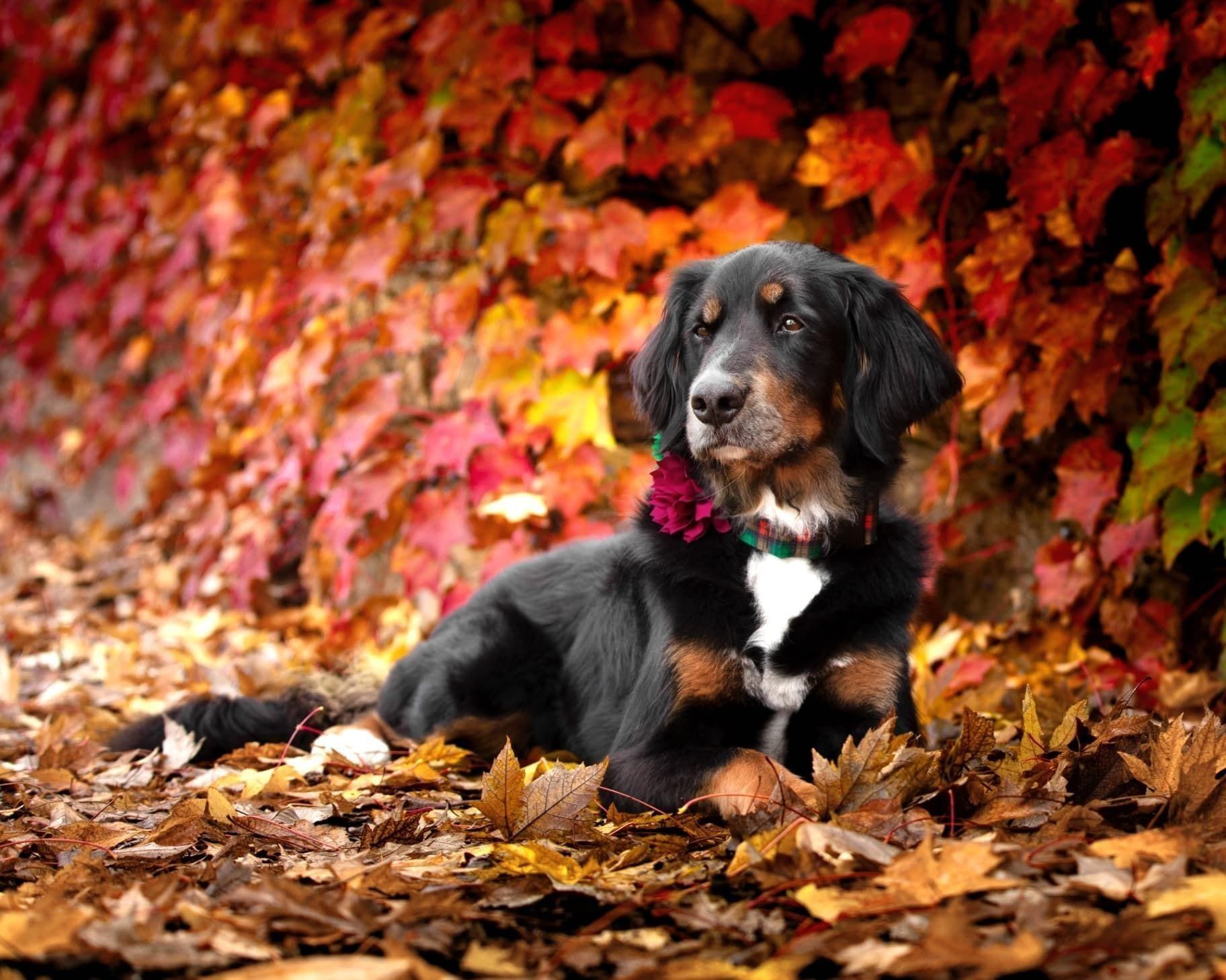 Natural-light dog portrait at golden hour in Rocklin, CA