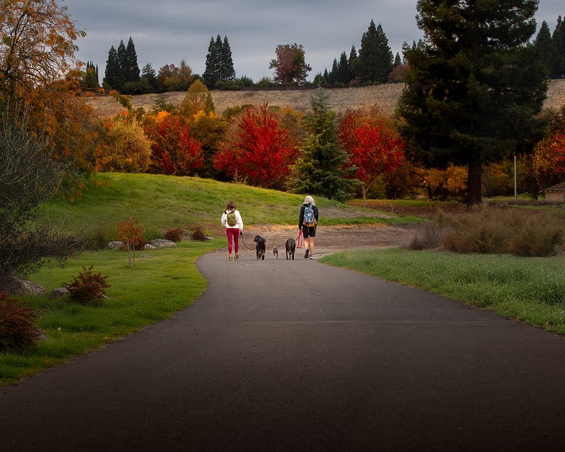 Dog on a structured walk through a Whitney Ranch neighborhood trail in Rocklin, CA